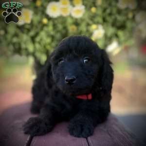 Ziva, Mini Goldendoodle Puppy